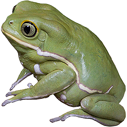 Waxy Monkey Frog